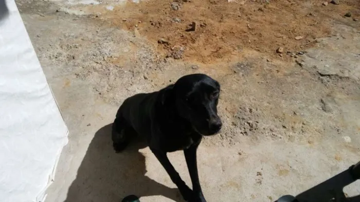 Cachorro raça Mestiço com labrador idade 3 anos nome Pretinha