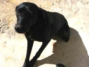 Cachorro raça Mestiço com labrador idade 3 anos nome Pretinha