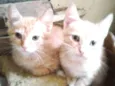 Filhotinhos de Gatos