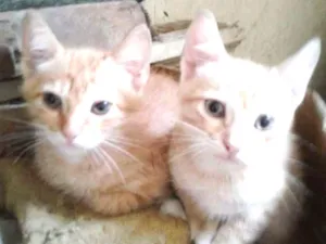 Gato raça SRD idade 2 a 6 meses nome Filhotinhos de Gatos