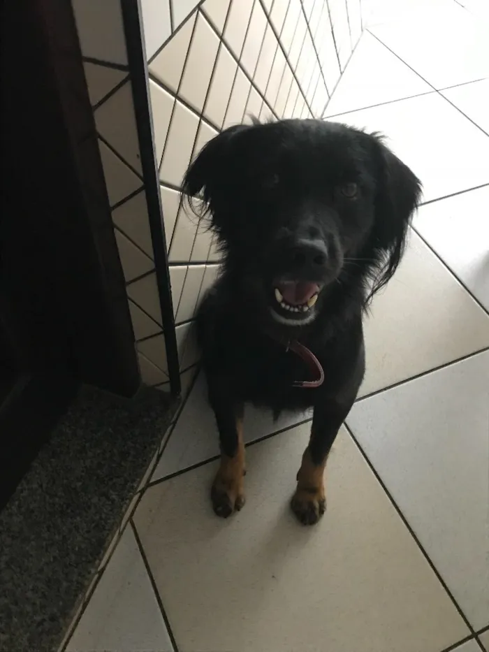 Cachorro ra a Vira Lata idade 5 anos nome Bolota