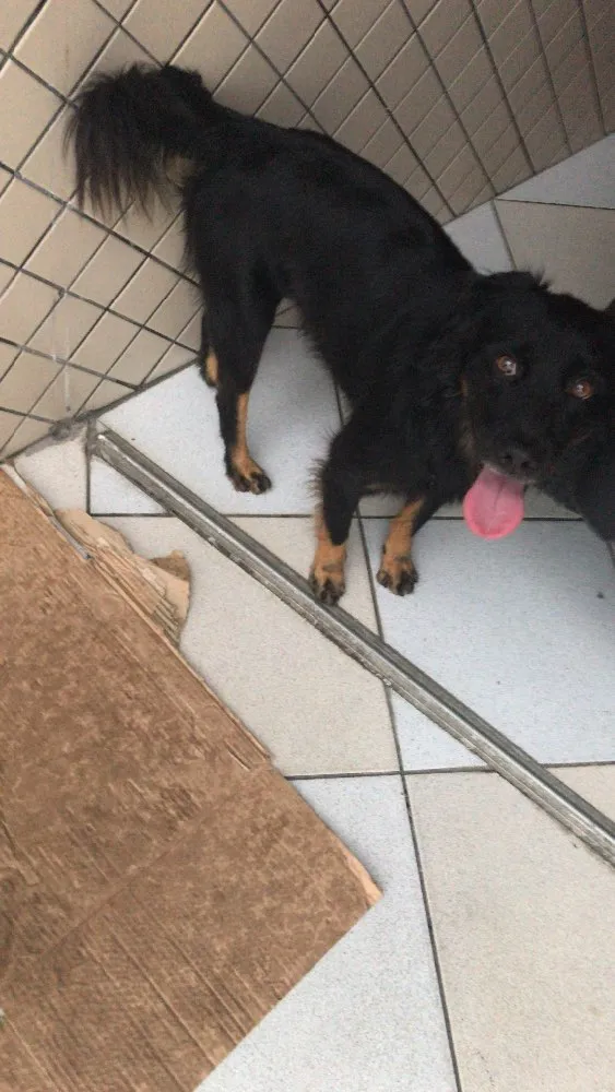 Cachorro ra a Vira Lata idade 5 anos nome Bolota