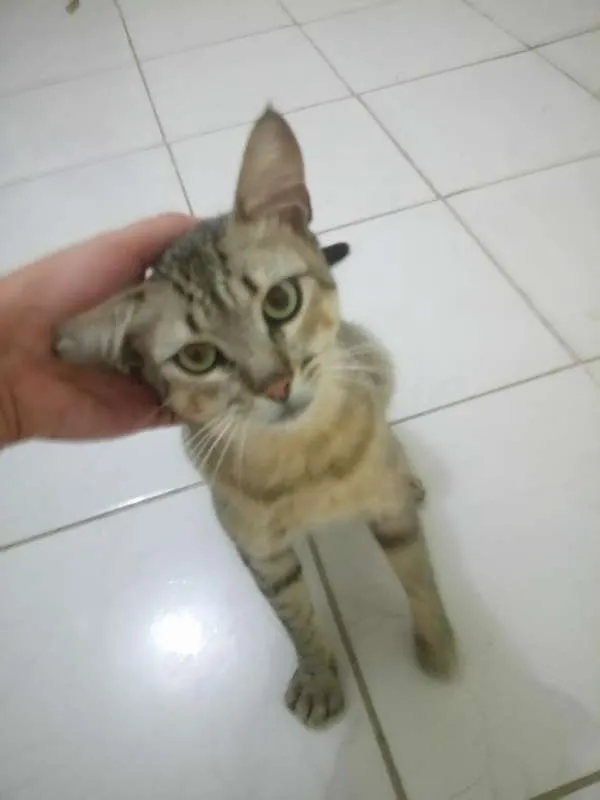 Gato ra a SRD idade 1 ano nome SEM NOME