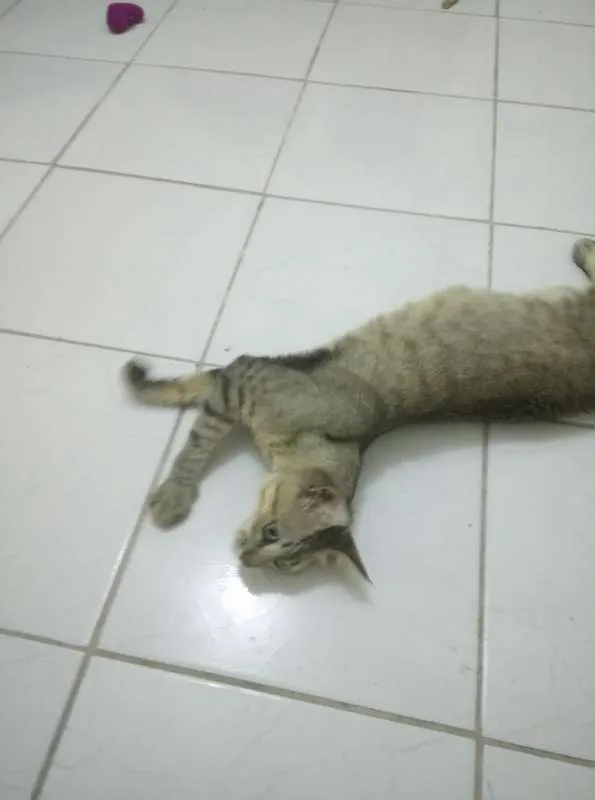 Gato ra a SRD idade 1 ano nome SEM NOME