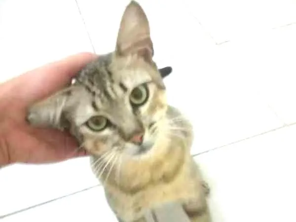 Gato ra a SRD idade 1 ano nome SEM NOME