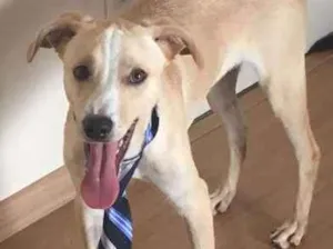 Cachorro raça SRD idade 1 ano nome Snape