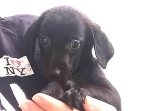 Cachorro raça  idade Abaixo de 2 meses nome Nina