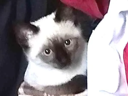 Gato ra a Siamês  idade 2 a 6 meses nome Flor 