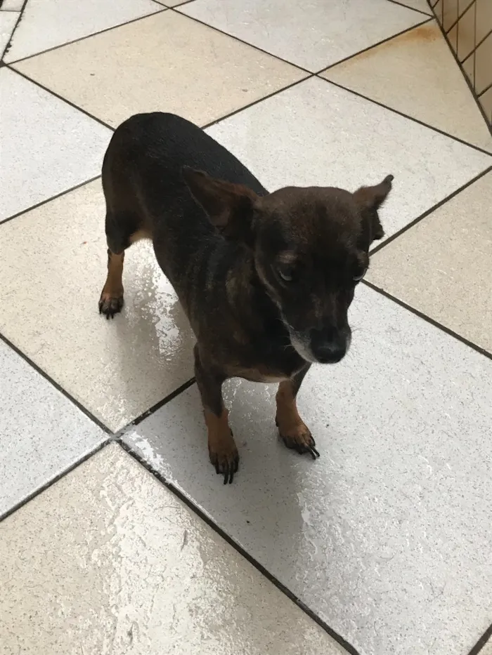 Cachorro ra a Pinscher idade 3 anos nome Pinela 