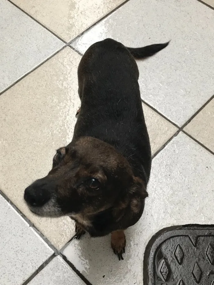 Cachorro ra a Pinscher idade 3 anos nome Pinela 