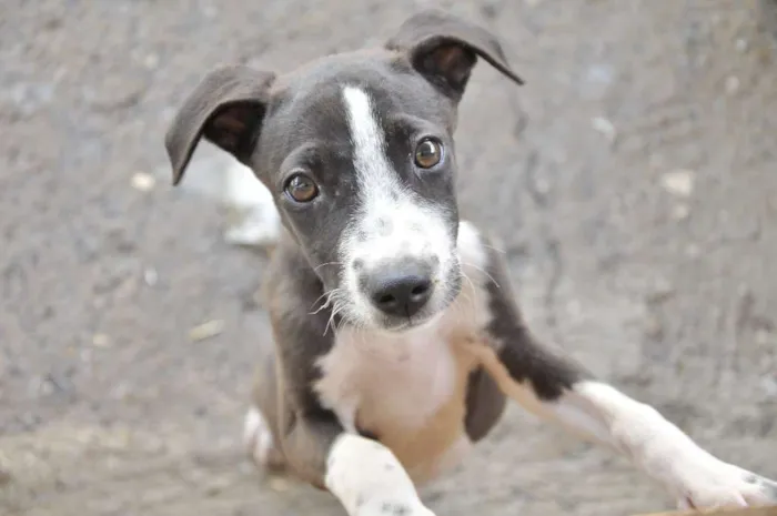 Cachorro raça Infinida idade 2 a 6 meses nome Amora