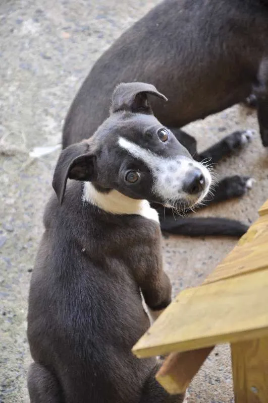 Cachorro raça Infinida idade 2 a 6 meses nome Amora
