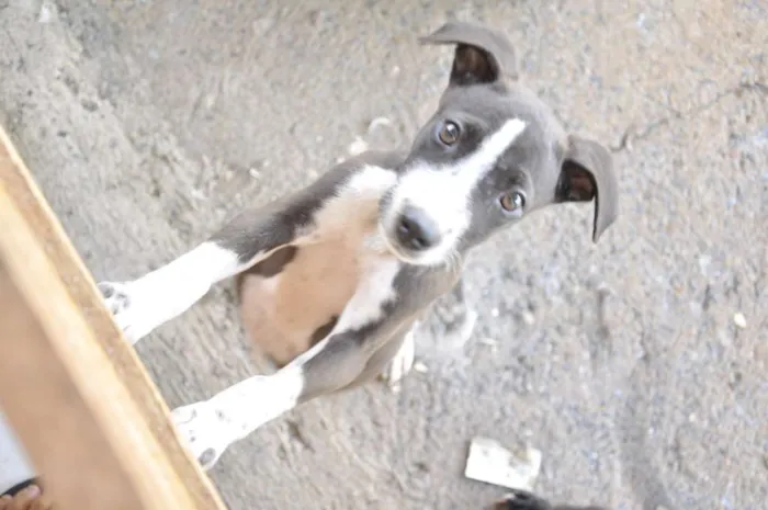 Cachorro raça Infinida idade 2 a 6 meses nome Amora