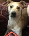 Caramelo