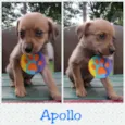 Elvis, Max e Apollo