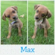 Elvis, Max e Apollo