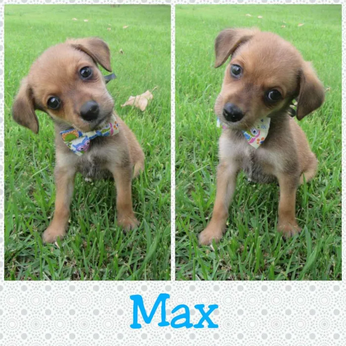 Cachorro raça SRD idade Abaixo de 2 meses nome Elvis, Max e Apollo