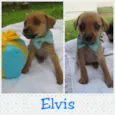 Elvis, Max e Apollo