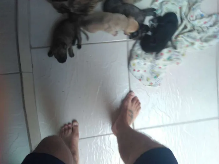 Cachorro ra a SRD idade Abaixo de 2 meses nome Brenda