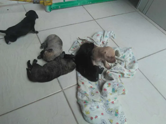Cachorro ra a SRD idade Abaixo de 2 meses nome Brenda
