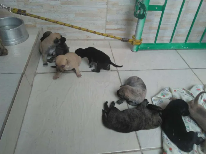 Cachorro ra a SRD idade Abaixo de 2 meses nome Brenda