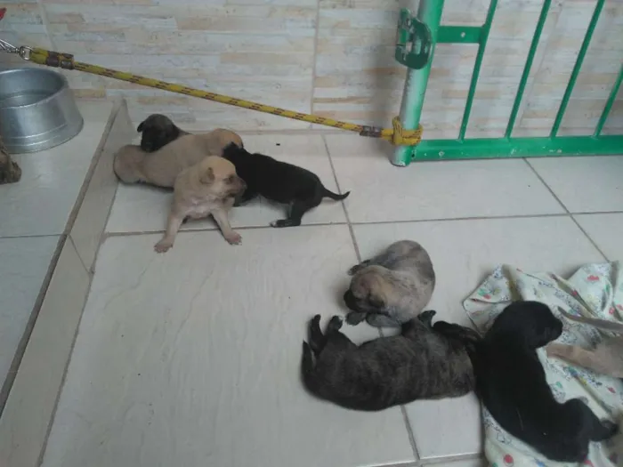 Cachorro ra a SRD idade Abaixo de 2 meses nome Brenda