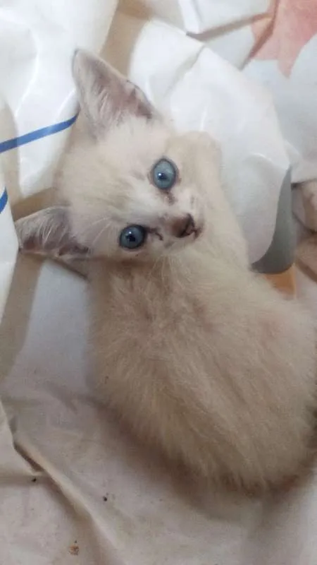 Gato ra a SRD idade Abaixo de 2 meses nome Sem Nome
