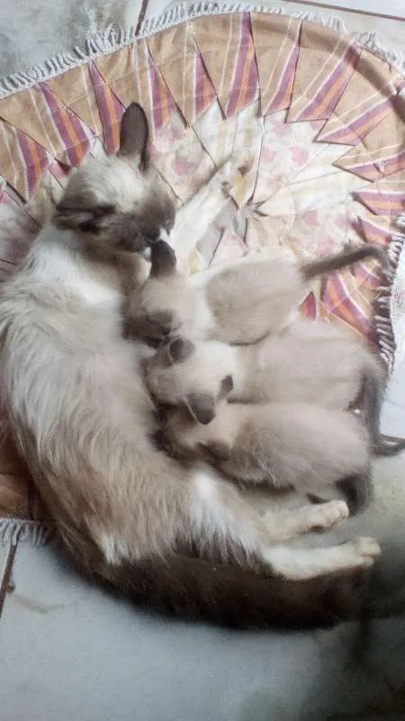 Gato ra a SRD idade Abaixo de 2 meses nome Sem Nome