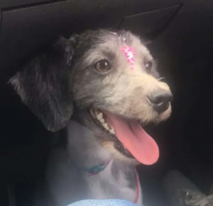 Cachorro ra a MiX de.lhasa  idade 2 anos nome Lana
