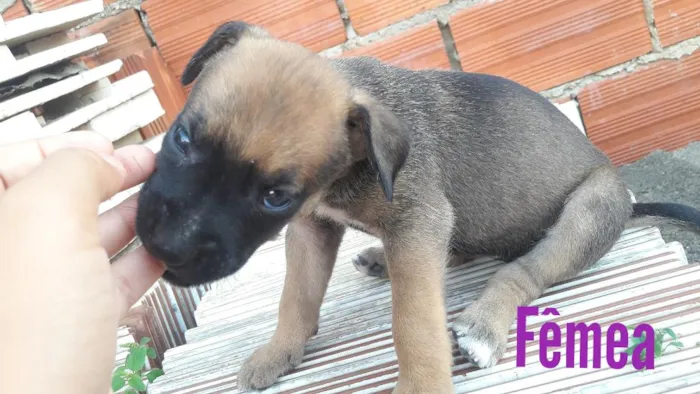 Cachorro ra a Vira lata idade Abaixo de 2 meses nome Não tem nome ainda 