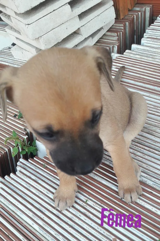 Cachorro ra a Vira lata idade Abaixo de 2 meses nome Não tem nome ainda 