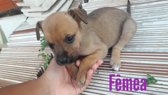 Cachorro ra a Vira lata idade Abaixo de 2 meses nome Não tem nome ainda 