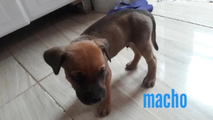 Cachorro ra a Vira lata idade Abaixo de 2 meses nome Não tem nome ainda 