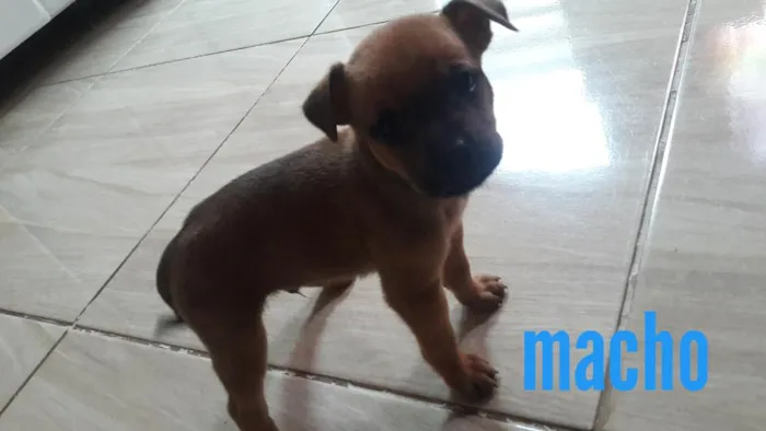 Cachorro ra a Vira lata idade Abaixo de 2 meses nome Não tem nome ainda 