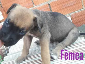 Cachorro raça Vira lata idade Abaixo de 2 meses nome Não tem nome ainda 