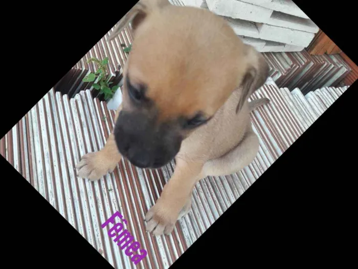 Cachorro ra a Vira lata idade Abaixo de 2 meses nome Não tem nome ainda 