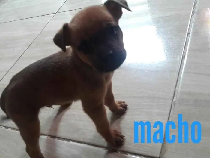 Cachorro ra a Vira lata idade Abaixo de 2 meses nome Não tem nome ainda 