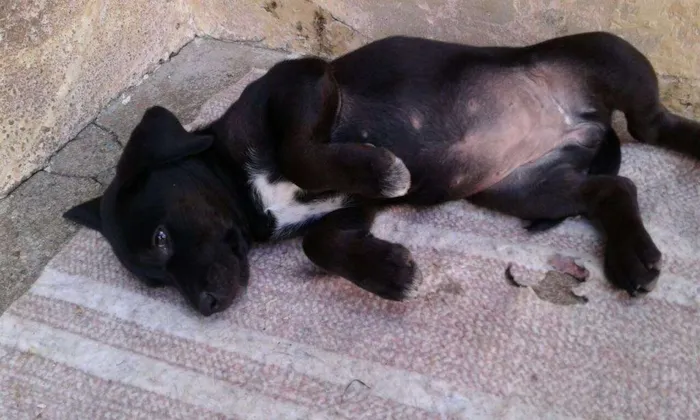 Cachorro ra a Mista idade Abaixo de 2 meses nome Filhote