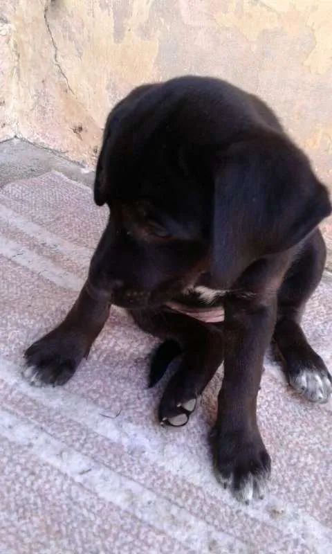 Cachorro ra a Mista idade Abaixo de 2 meses nome Filhote