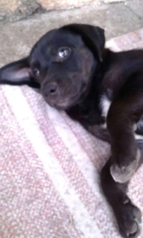 Cachorro ra a Mista idade Abaixo de 2 meses nome Filhote