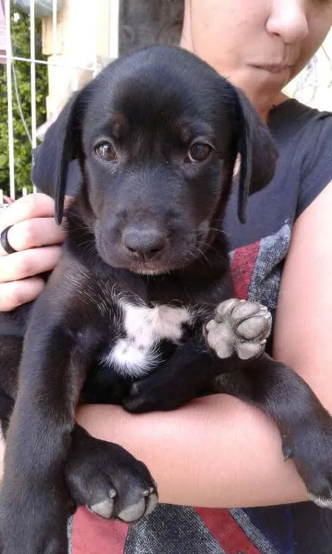 Cachorro ra a Mista idade Abaixo de 2 meses nome Filhote
