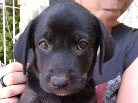 Cachorro ra a Mista idade Abaixo de 2 meses nome Filhote