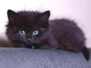 Gato raça Vira lata idade 2 a 6 meses nome Sem nome