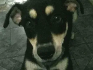 Cachorro raça Mestiço idade 7 a 11 meses nome Quentin