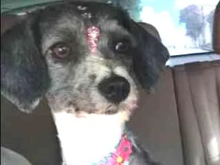 Cachorro ra a MiX de.lhasa  idade 2 anos nome Lana