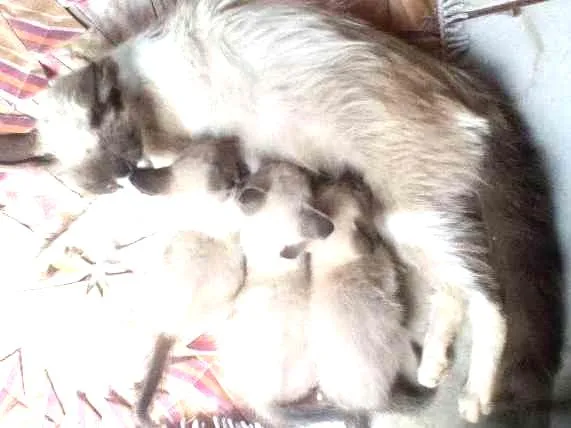 Gato ra a SRD idade Abaixo de 2 meses nome Sem Nome