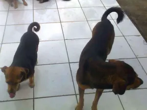Cachorro raça vira-lata idade 2 anos nome Sem nome