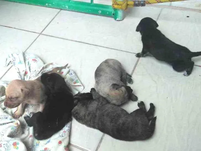 Cachorro ra a SRD idade Abaixo de 2 meses nome Brenda