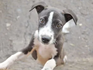 Cachorro raça Infinida idade 2 a 6 meses nome Amora