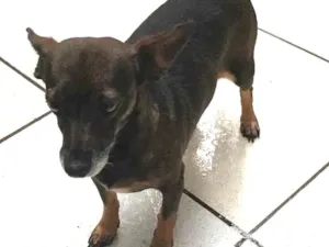 Cachorro raça Pinscher idade 3 anos nome Pinela 